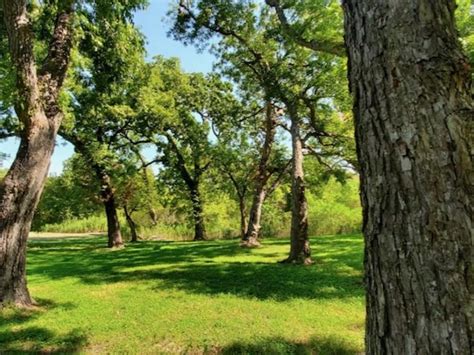 Texas Historic Tree Coalition Tree Dedication: West Dallas …