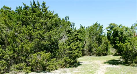 Texas House passes bill that removes Ashe Juniper tree protections, concerning environmentalists