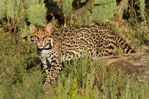 Texas Parks and Wildlife exploring protection options for ocelots