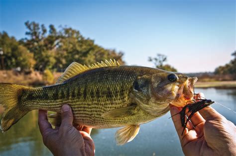 Texas State Fish] Guadalupe Bass