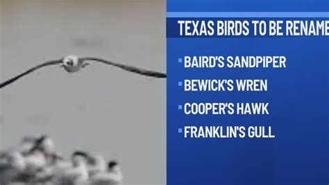 Texas birds renamed due to links with colonialism, slavery, racism