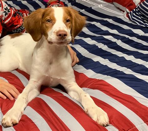 Find Brittany puppies for sale. Known for their frolicsome and eager nature, the Brittany is a versatile breed that thrives off of vigorous and athletic activity. Learn more. Transportation. Location. Price. Gender. Color. Available puppies.. 