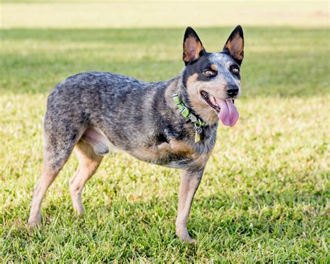 Texas cattle dog rescue. Things To Know About Texas cattle dog rescue. 