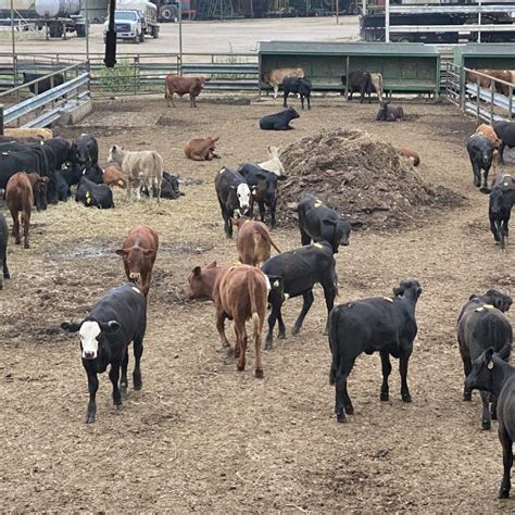 Texas cattle for sale. Raising cattle is a rewarding and challenging experience. It requires a lot of hard work, dedication, and knowledge. Whether you’re a beginner or an experienced rancher, understanding the basics of raising cattle is essential for success. H... 