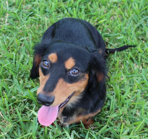 Texas country dachshunds. We would love to hear from you. If you would like to visit the Kennel and see our dogs for yourself, contact Debbie's Dachshunds and set up an appointment. Call or E-mail for more information. Debbie Engel. 8 8 Engel Ranch Road. Fredericksburg Texas 78624. 830-456-9640 debbiesdachshunds@yahoo.com 