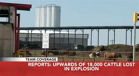 Texas dairy farm explosion kills 18,000 cows - The Telegraph