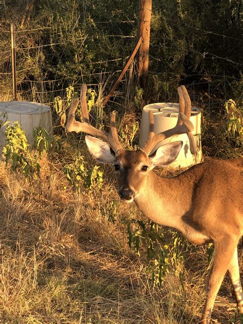 Texas deer leases craigslist. 4 hunters plus owner hunting on 100 acres, 1500/gun. We told him that was too many people, he said there are plenty of deer. My dad told him I didn't want it. 