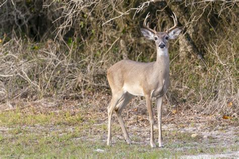 Texas deer population bouncing back following drought
