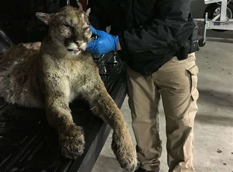 Texas game warden on 200 pound mountain lion: …