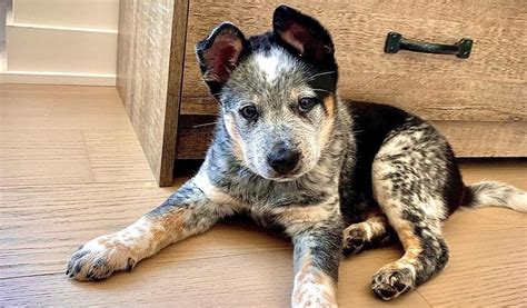 Texas heeler puppies. Rockin C Blue Heelers. Top Quality, Well Bred Australian Cattle Dogs. Edna, Texas (361)781-4157. Get in Touch with us! E-Mail Us with Questions! colbeyjc@aol.com 