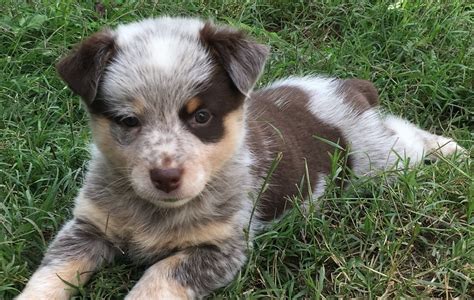 Texas heeler puppies for sale. I have 9 Texas heeler puppies for sale who are ready to go to their forever homes. There are five boys and four girls. Their father is a blue heeler who is super smart and comes from a long line of rodeo dogs, and their mother is an Australian Shepard who is also good - natured and sweet. Please text or call me if you are interested. $ 200.00. … 