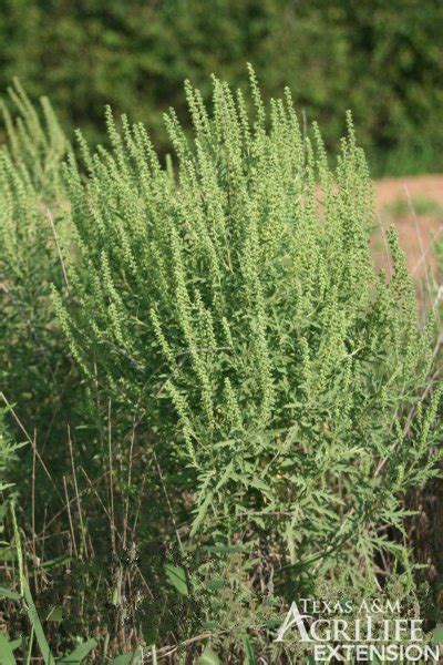 Texas ragweed - search in pictures