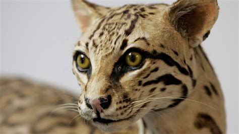 Texas receives $1.8 million to reduce vehicle collisions with endangered ocelots
