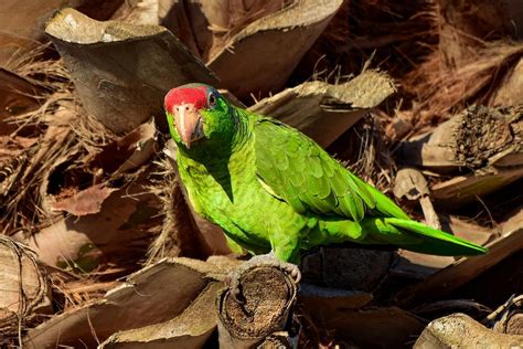 Texas red-crowned parrots: Something unusual was just discovered about them