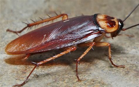 Texas roaches. Sep 27, 2022 ... German cockroaches are mainly found indoors, while American, oriental and smokybrown roaches live mostly outdoors but may venture indoors in ... 