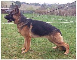 Texas select german shepherds. .  997 likes &middot; 6 were here.  Select from the highest-...