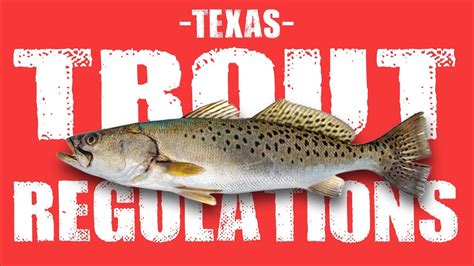 In Texas, the bag limit for speckled trout varies depending on where you are fishing: General Bag Limit: The general bag limit for speckled trout in most coastal waters is 5 fish per day. Bays & Estuaries Bag Limit: In certain bays and estuaries, there is a reduced bag limit of 3 fish per day..