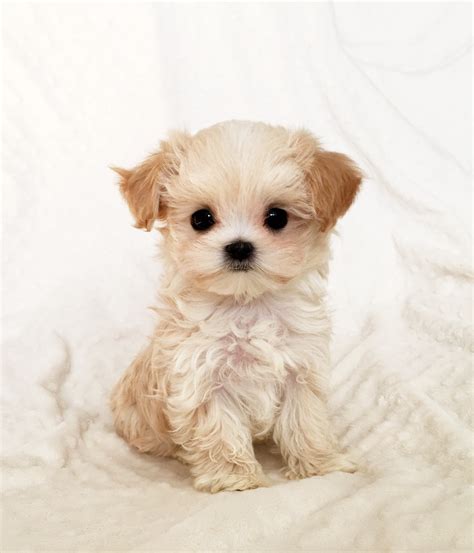 The demand for teacup dogs is so high, and these tiny little puppies are worth thousands of dollars. This means that breeders may intentionally stunt the growth of their puppies. The breeding process is also prone to fraud, as a teacup puppy can grow into a full-sized dog and then pass itself off as a genuine teacup. . 