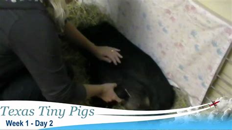 Texas tiny pigs.  Tiny Micro Piglets - Texas Tiny Pigs - Litter Q. A B...