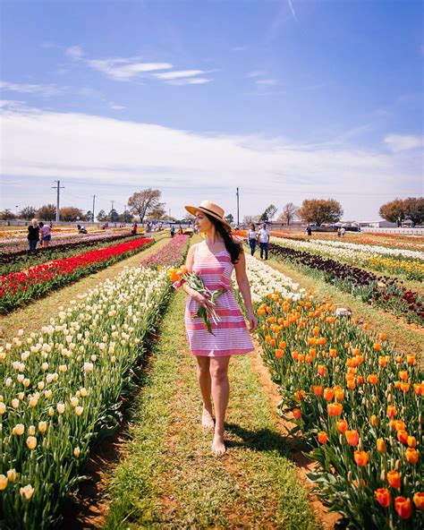 Texas Tulips, Pilot Point: "How much longer will tulips be blooming?" | Check out answers, plus see 106 reviews, articles, and 223 photos of Texas Tulips, ranked No.2 on Tripadvisor among 9 attractions in Pilot Point.. 