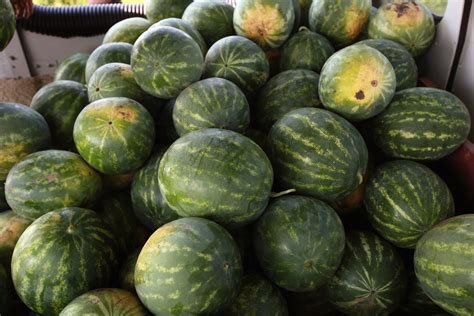 Texas watermelons less sweet this year, weather to blame