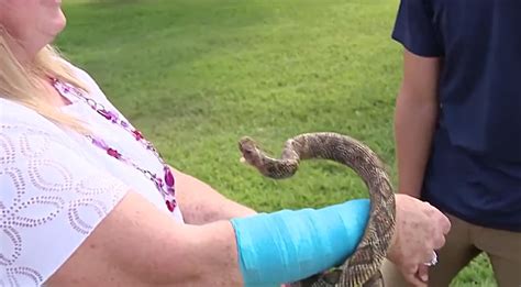 Texas woman injured after hawk drops snake on her arm, then attacks them both