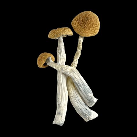 Texas yellow cap. Cap and Stalk . Gills. Stalk: 5-7.5 cm (2-3") long and 0.5-1.5 cm (1/4-5/8") thick. Often compressed, smooth and moist. Yellow to orange with whitish base. Spore print: White. Habitat and Range . Scattered to numerous. On soil and humus in deciduous and mixed woods. Often in wet, mossy areas. East North America to Michigan, Texas and West Coast ... 