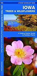 Read Online Texas Trees  Wildflowers A Folding Pocket Guide To Familiar Species By James Kavanagh