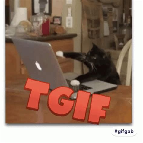 Tgif funny gif. With Tenor, maker of GIF Keyboard, add popular Happy Thanksgiving animated GIFs to your conversations. Share the best GIFs now >>> 