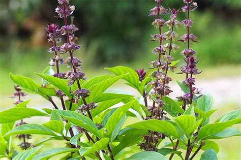 Thai basil near me. Learn where to find fresh and high-quality Thai basil at local Asian markets, farmers markets, online retailers, and more. Find out the difference between Thai basil … 