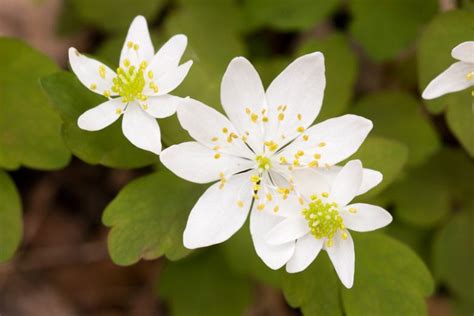 Thalictrum thalictroides (Rue Anemone) - Gardenia.net