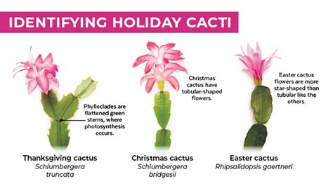 Thanksgiving Cactus vs Christmas Cactus: what is the difference?