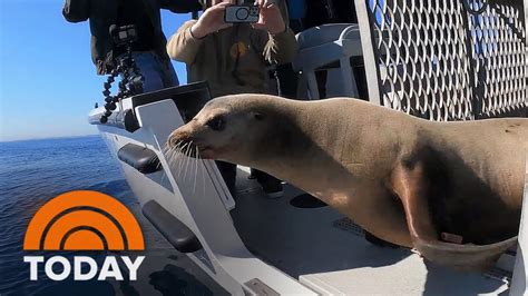 Thanksgiving rescue: Baby sea lion saved from San Diego highway
