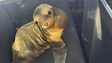 Thanksgiving rescue: Baby sea lion saved from highway