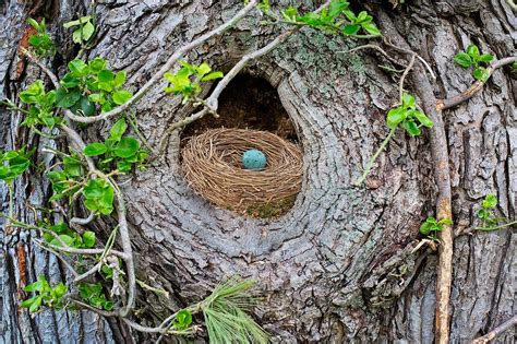 That's not a bird's nest in your tree, so what is it?