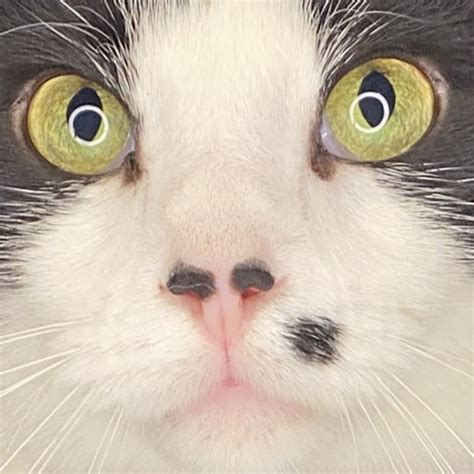 💦 Thatdemonicamanda Leaked [SEX VIDEO]