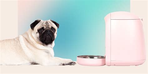 The 10 Best Automatic Dog Feeders to Simplify Your Pet’s …