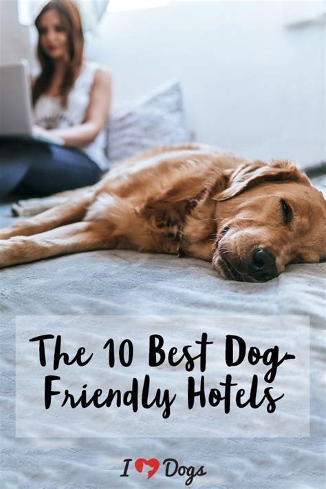 The 10 Best Dog-Friendly Hotels - iHeartDogs.com