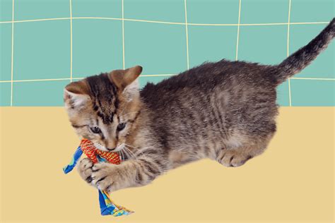 The 10 Best Kitten Teething Toys, Plus Expert Advice on …