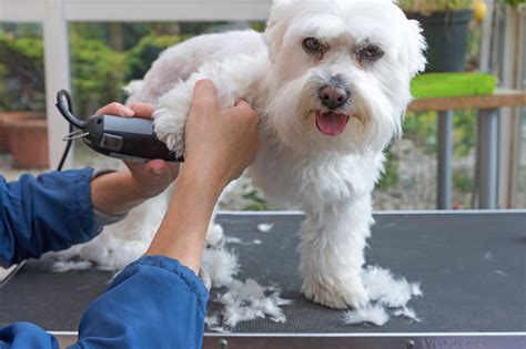 The 10 Best Mobile Dog Groomers in Fort Worth, TX 2024