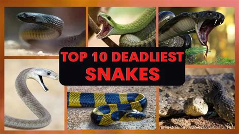 The 10 Deadliest Snakes in the World TheRichest