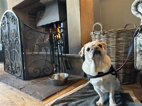 The 10 best pet-friendly hotels in Masham, UK Booking.com