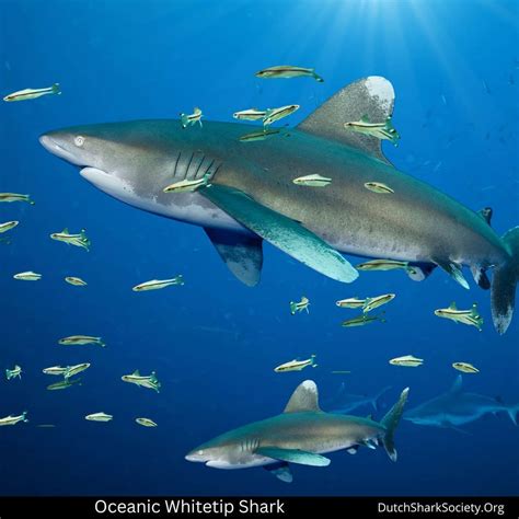 The 11 Most Endangered Shark Species - Dutch Shark Society