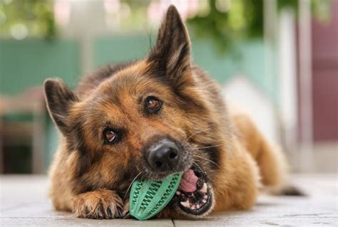 The 20 Best Dog Toys for German Shepherds in 2024