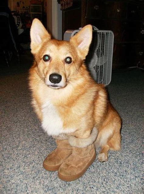 The 20 Most Ridiculous Corgis Pictures Ever - PBH2