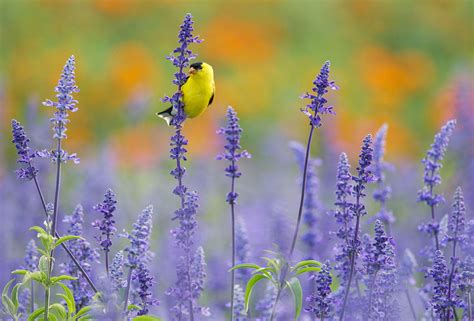 The 2024 Audubon Photography Awards: Winners …