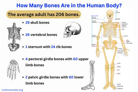 The 206 Bones of the Human Body - Computer Science