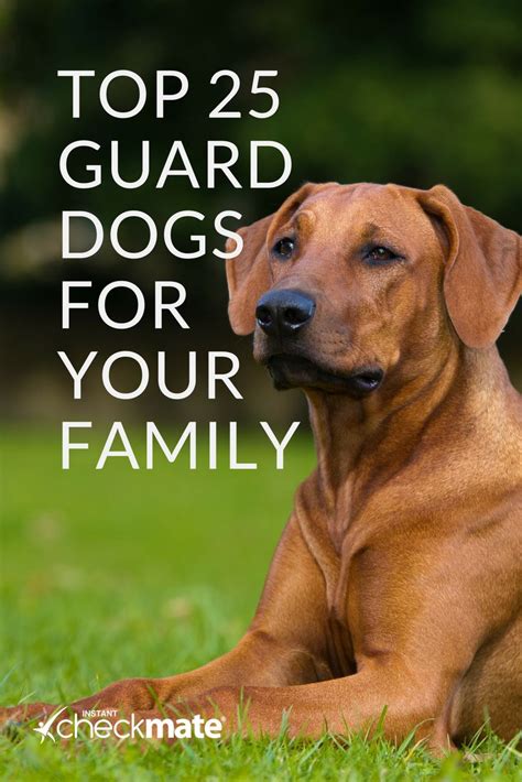 The 25 Best Guard Dogs Guard Dog Breeds For Families