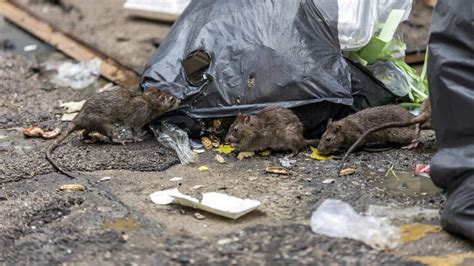 The 50 'rattiest cities' in the US, as ranked by Orkin