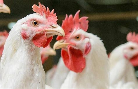 The 6 largest poultry companies of Asia